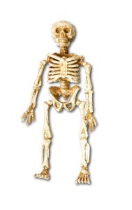 SKELETON - HP1005320