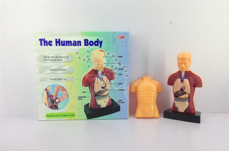 Human body combination - HP1110840