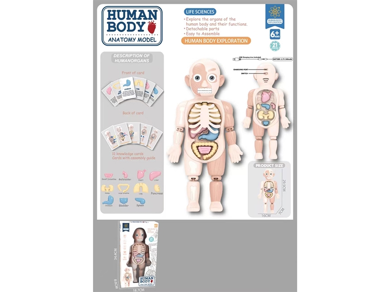 HUMAN BODY SET W/SOUND - HP1261653