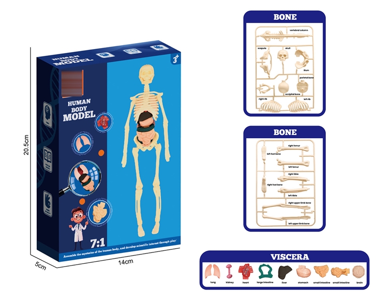 3D HUMAN BODY MODEL - HP1262392