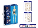 3D HUMAN BODY MODEL
